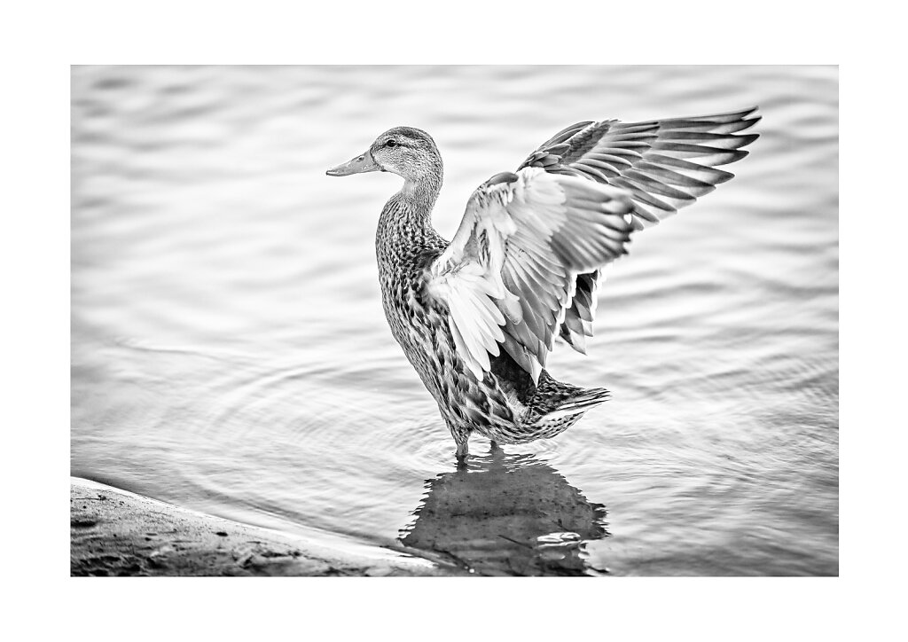 006 Free bird, Copenhagen, a3 print on Canon Premium Fine Art Smooth paper (Hahnemuhle 100% Cotton Rag 310g), printed on Canon Pixma Pro-1